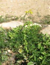 מיאגרון אוזני