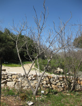 אלה אמיתית