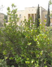 ער אציל