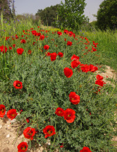 פרגה אדומה