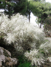 רותם המדבר